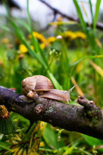 Snail on a branch